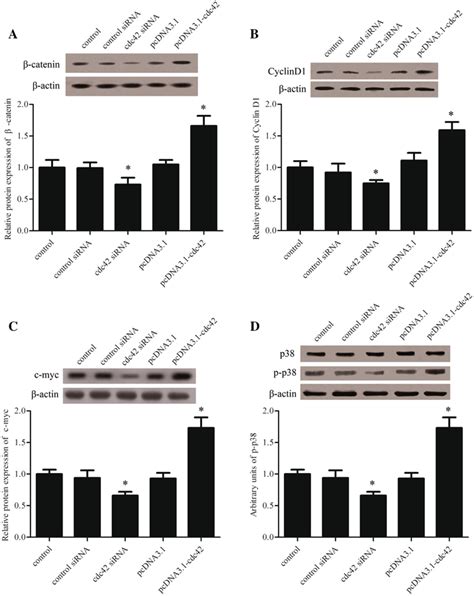 The Effect Of Cdc On Wnt Catenin And P Mapk Signaling Pathway In