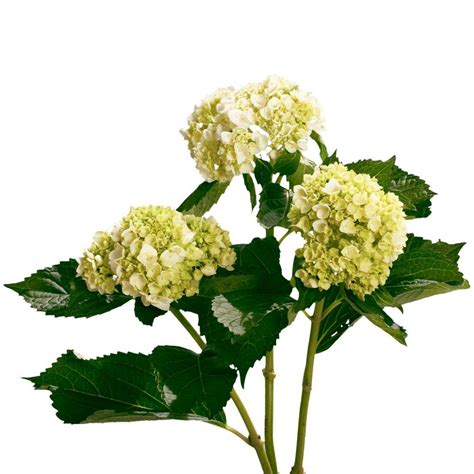 Globalrose Fresh 50 Stems of Light Green Hydrangeas-hydrangeas-green-40 ...