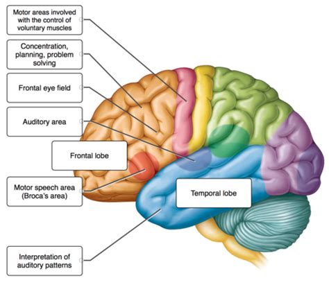 The Central Nervous System Flashcards Quizlet