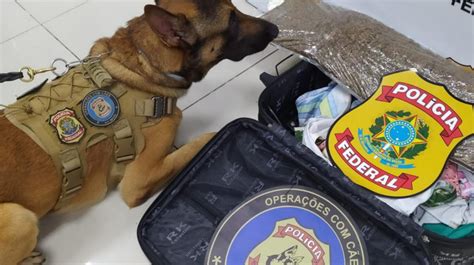 Mulher Presa Por Tr Fico De Drogas No Aeroporto De Fortaleza