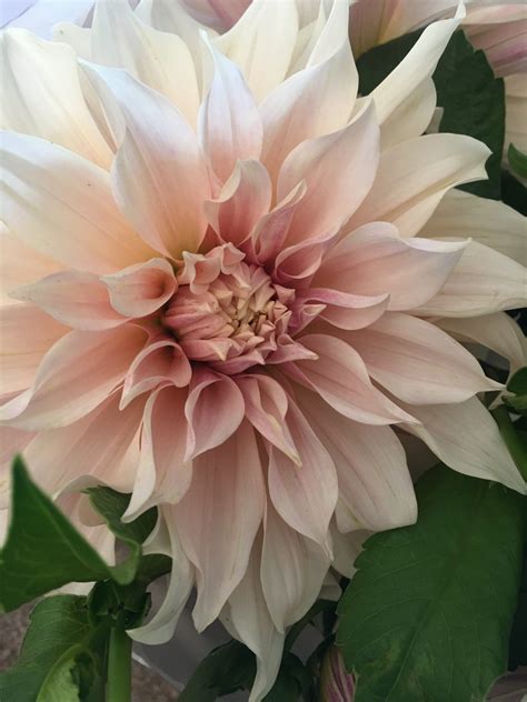 Dahlia Cafe Au Lait Flowers Flowers