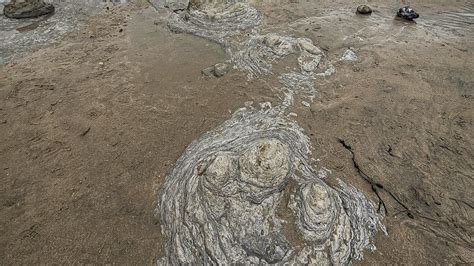 Dinosaur Footprints Discovered On East Sussex Beach Youtube