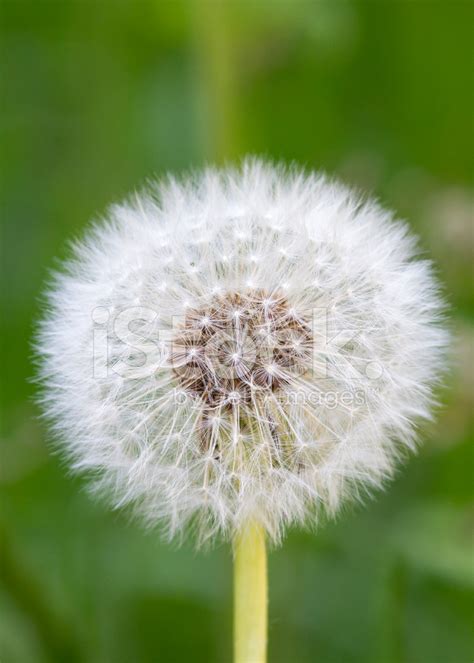 Dandelion Seeds Stock Photo | Royalty-Free | FreeImages