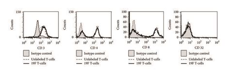 Phenotypic Examination Of Labeled Cells Labeled And Unlabeled T Cell