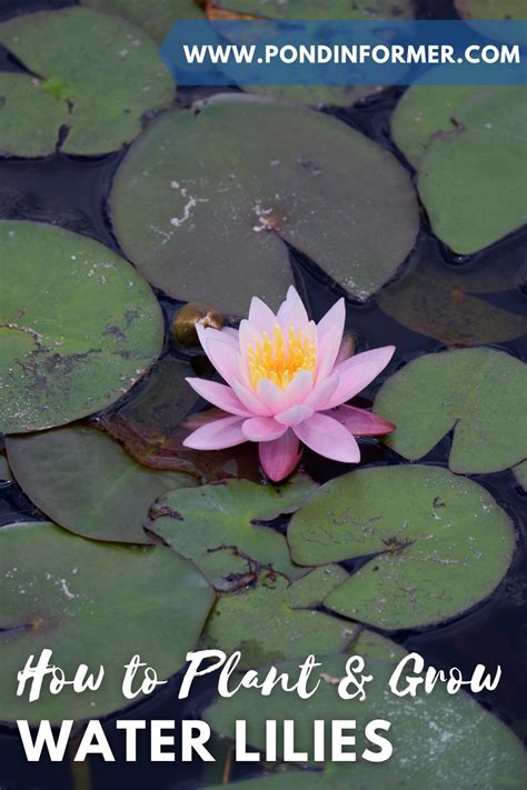 How To Plant And Grow Water Lilies In 2024 Lily Plant Care Water Lilies Pond Plants