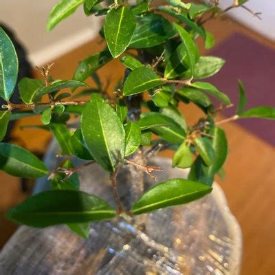 Dwarf Mini Weeping Cherry Bonsai Tree That Flowers 3x a Year and Fruits 3x a Year. Yes You Can ...