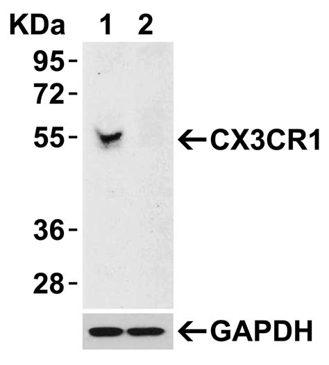 Anti Cx Cr Nt Antibody Qed Bioscience Inc