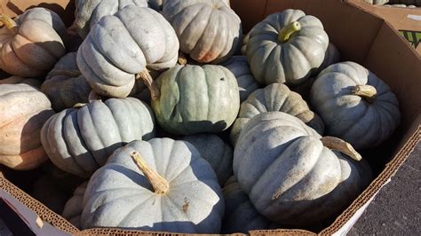 Jarradale Pumpkin Treated Seed Seedway