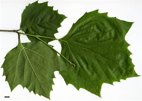 Platanus occidentalis - Trees and Shrubs Online