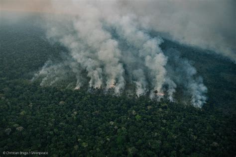 Desmatamento em áreas protegidas da Amazônia cai 73 em 2023