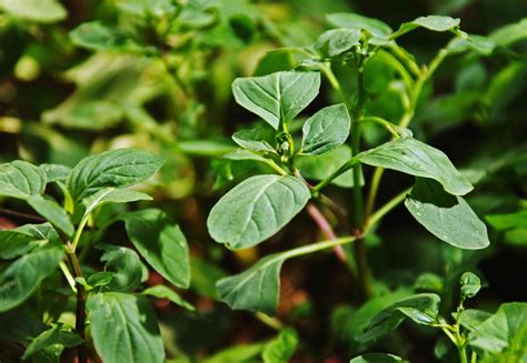 Mint Plant Varieties at Colin Fleming blog