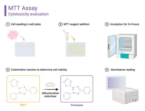 MTT Assay | BioRender Science Templates