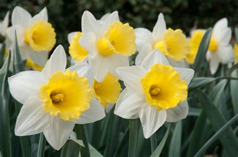 Daffodil Bulbs | Item # 3619 Cornish King | For Sale - Colorblends®