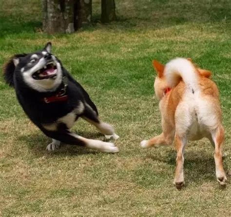 見到小狗欺負 見到大狗就慫的柴犬因為寶寶到來完全變了 每日頭條