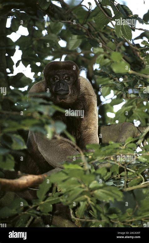 Brauner Wollaffe Lagothrix Lagotricha Brown Woolly Monkey Common