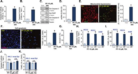 Pf Provokes Apoptosis Activation In Rcc Cells Primary Rcc Cells