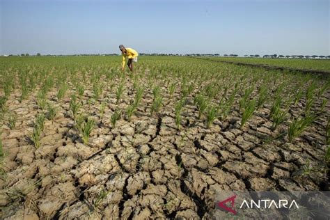 Awas El Nino ANTARA News