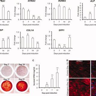 HtrA1 Gene Expression Is Significantly Increased In Osteogenic Mouse