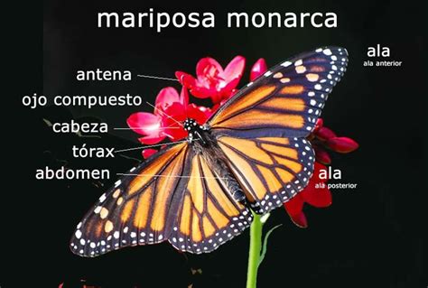 Monarch Butterfly In Spanish Monarch Butterfly Butterfly Migration