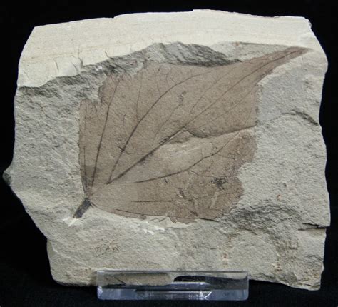 Fossil Poplar Leaf Green River Formation For Sale Fossilera