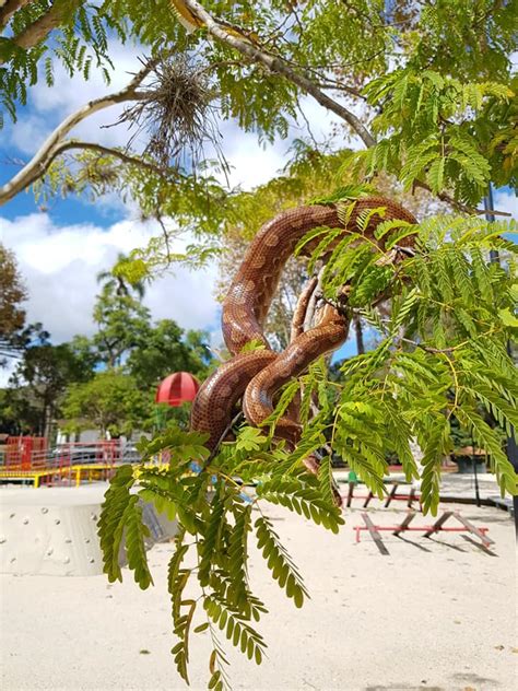 Cobras tomam sol em Passeio Público fechado e fotos viralizam nas redes