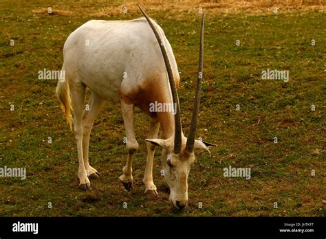 The Scimitar-horned Oryx now extinct in the wild Stock Photo - Alamy