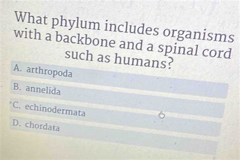 Solved What Phylum Includes Organisms With A Backbone And A Spinal Cord Such As Humans A