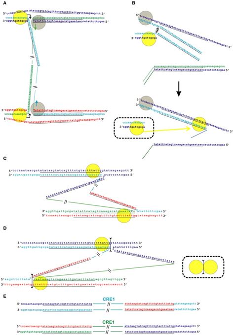 Model Of The Transposition Of The R Group Of Non Ltr Retrotransposons