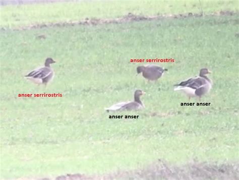 Tundra Bean Goose Anser Serrirostris Observation Org