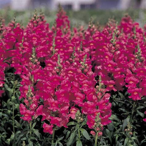 Antirrhinum Sonnet Rose 50 Seeds Amazon Co Uk Garden Outdoors