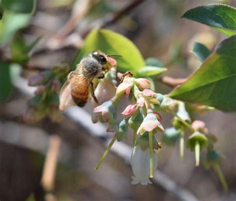 ENY 172 IN1237 Pollination Best Practices In Southern Highbush