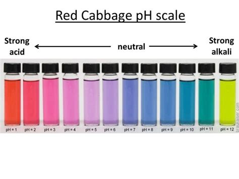 Acid And Base Lab With Report The Art Of Science