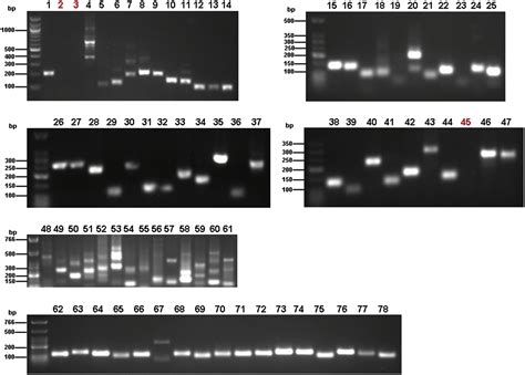 The Rna Binding Protein Quaking Regulates Formation Of Circrnas Cell