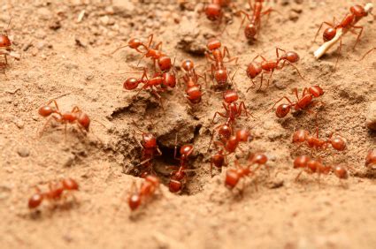 Argentine Ant | Pest Control Mesa AZ