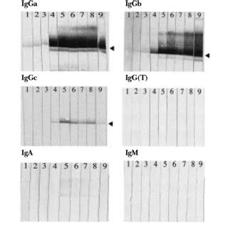 Western Immunoblot Analysis Of Sera Collected From Foal No At To