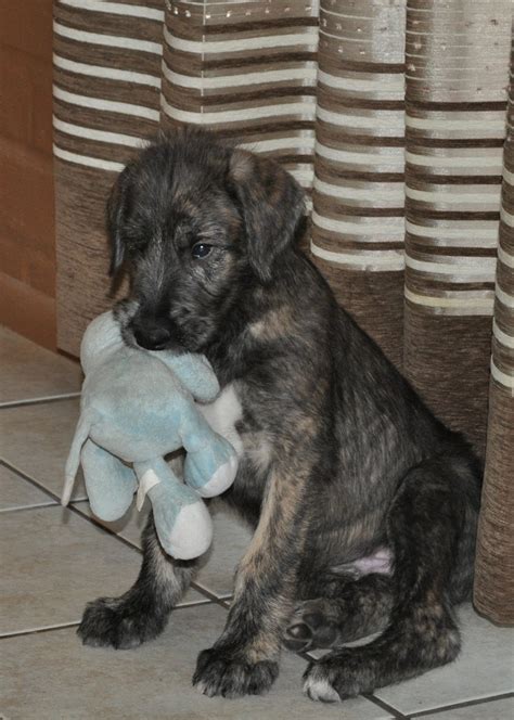 Irish Wolfhound Info, Temperament, Puppies, Pictures, Lifespan