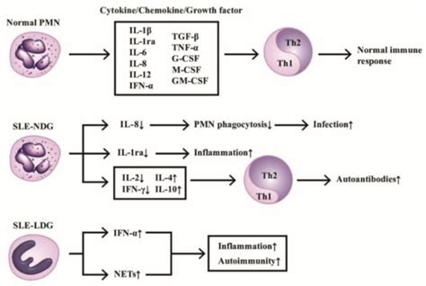 Ijms Free Full Text Cross Talk Among Polymorphonuclear Neutrophils