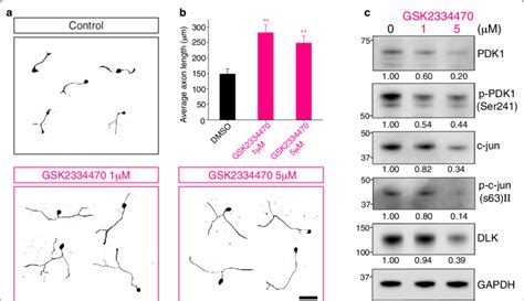 Gsk2334470 A Chemical Inhibitor Of Pdk1 Promotes Axon Regeneration In Download Scientific