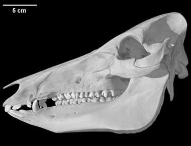 Digimorph - Sus scrofa (wild pig)