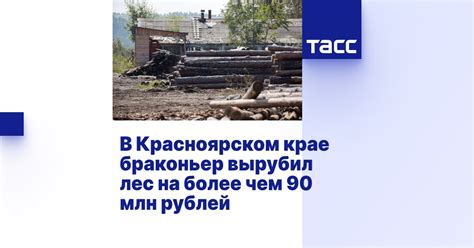 В Красноярском крае браконьер вырубил лес на более чем 90 млн рублей