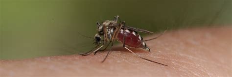 What You Need To Know About Mosquito Borne Diseases