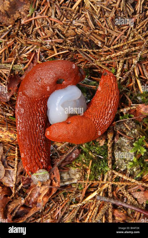 Babosas de francia fotografías e imágenes de alta resolución Alamy