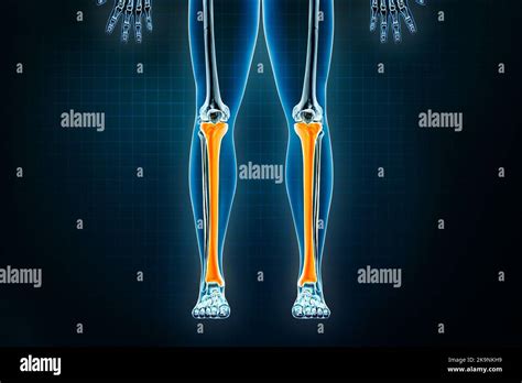 Vue Frontale Ou Ant Rieure Du Tibia Ou Du Tibia Ost Ologie Du