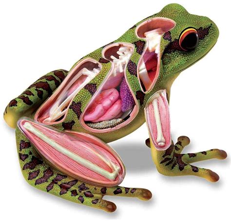 Sapo É Vertebrado - Sistema Esqueletico De Sapo