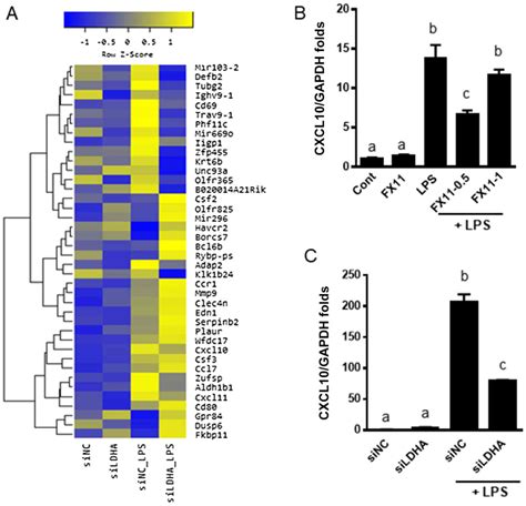 Inhibition Of Lactate Dehydrogenase A Suppresses Inflammatory Response