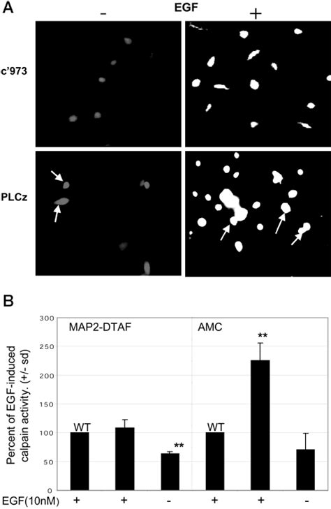 PLC Signaling Is Not Required For EGF Induced Calpain Activity The