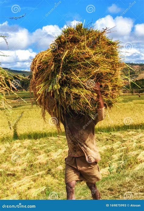 Farmers Harvesting Rice Madagascar Editorial Stock Photo Image Of