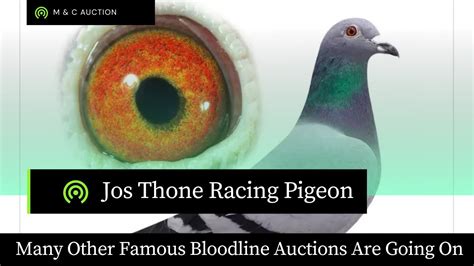 Beautiful Racing Pigeons Of Very Famous Bloodlines Andreas Drapa Jos