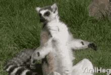 Lemur GIFs | Tenor