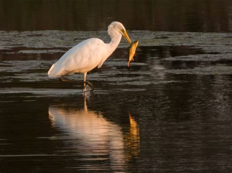 Vroege Vogels Foto Vogels Grote Zilverreiger Vangt Avondmaaltijd